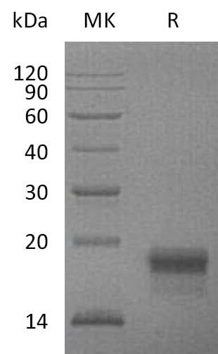 > 95 % as determined by reducing SDS-PAGE.