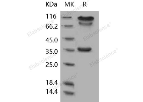> 90 % as determined by reducing SDS-PAGE.