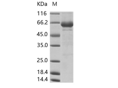 > 85 % as determined by reducing SDS-PAGE.
