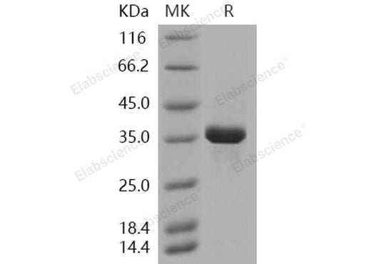 > 90 % as determined by reducing SDS-PAGE.