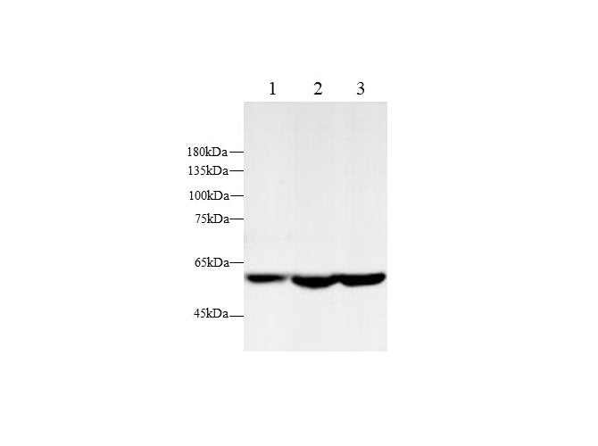 Anti-Human/Mouse/Rat AMPK Antibody - ABMIUM