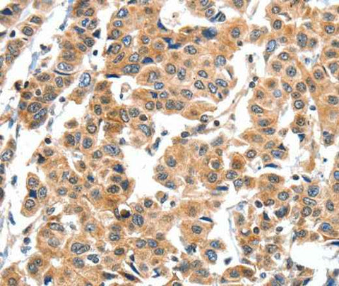 Anti-Human XBP1 Antibody