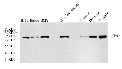 Western Blot analysis of various samples using HSP90 alpha Polyclonal Antibody at dilution of 1:1000.