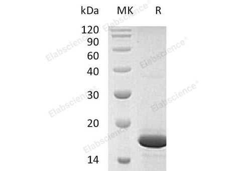 > 95 % as determined by reducing SDS-PAGE.