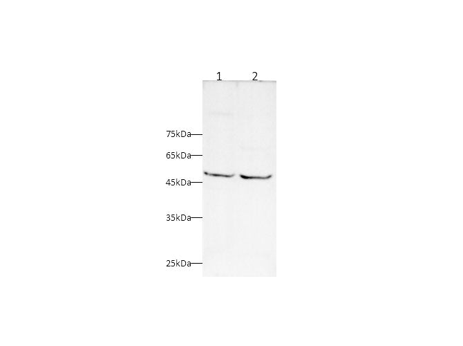 Anti-Human/Mouse TRAF5 Antibody - ABMIUM