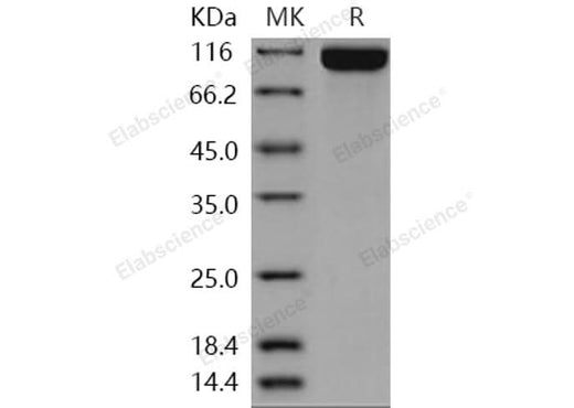 > 97 % as determined by reducing SDS-PAGE.