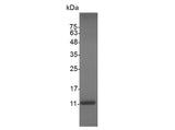Recombinant Swine CXCL13 protein(His Tag) - ABMIUM