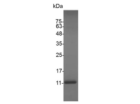 Recombinant Swine CXCL13 protein(His Tag) - ABMIUM