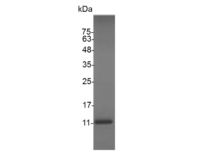 Recombinant Swine CXCL13 protein(His Tag) - ABMIUM