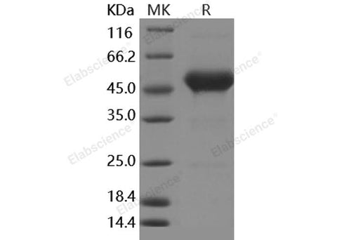 Recombinant Human CD90/THY-1 Protein (Fc Tag) - ABMIUM