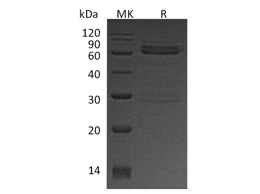 > 90 % as determined by reducing SDS-PAGE.