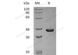 > 95 % as determined by reducing SDS-PAGE.