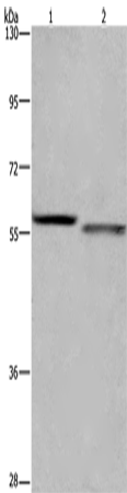 Anti-Human/Mouse/Rat FRK Antibody - ABMIUM