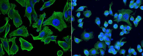 Anti-Human CCL7 Antibody [A1069] - ABMIUM