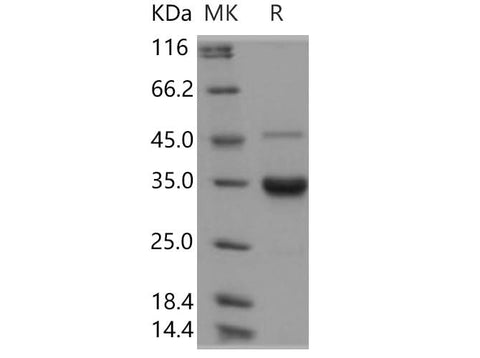 > 90 % as determined by reducing SDS-PAGE.