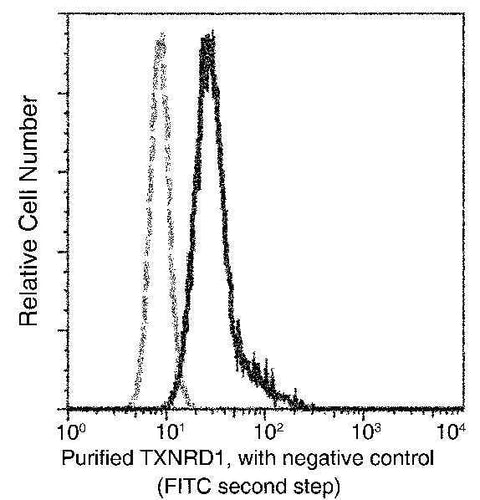 Anti-Human TXNRD1 Antibody [A917] - ABMIUM