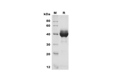 SDS-PAGE analysis of Human GITR Ligand/TNFSF18 proteins, 2 μg/lane of Recombinant Human GITR Ligand/TNFSF18 proteins was resolved with SDS-PAGE under reducing conditions, showing bands at 40 kDa.