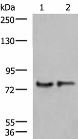 Western blot analysis of Human cerebrum tissue and Mouse brain tissue lysates using GPSM1 Polyclonal Antibody at dilution of 1:1000