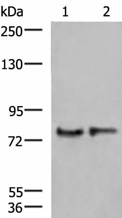 Western blot analysis of Human cerebrum tissue and Mouse brain tissue lysates using GPSM1 Polyclonal Antibody at dilution of 1:1000