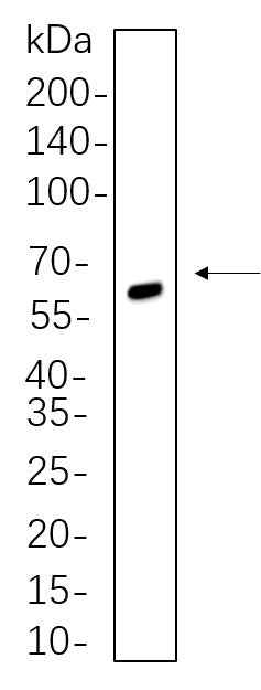 Anti-Human/Mouse/Rat SOX10 Antibody [B653] - ABMIUM