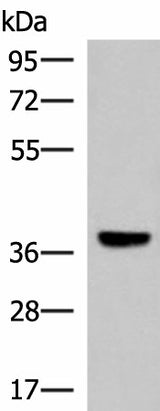Western blot analysis of Mouse liver tissue lysate using LRG1 Polyclonal Antibody at dilution of 1:1000