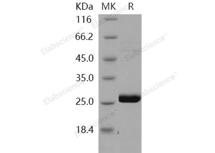 > 95 % as determined by reducing SDS-PAGE.