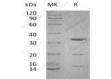 > 90 % as determined by reducing SDS-PAGE.