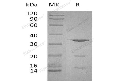> 90 % as determined by reducing SDS-PAGE.