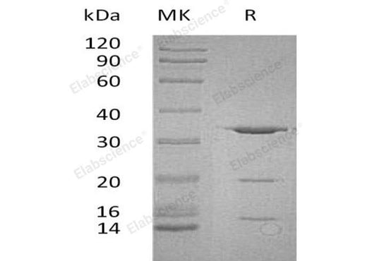 > 90 % as determined by reducing SDS-PAGE.