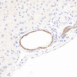 Immunohistochemistry analysis of paraffin-embedded mouse liver using CK-7 Polyclonal Antibody at dilution of 1:300.