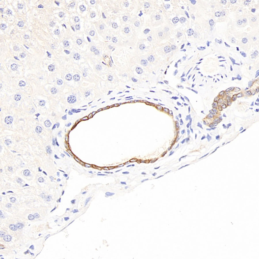 Immunohistochemistry analysis of paraffin-embedded mouse liver using CK-7 Polyclonal Antibody at dilution of 1:300.
