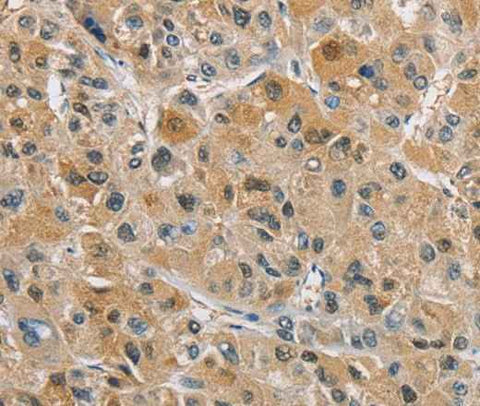 Anti-Human NAPSA Antibody