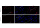 Test: Hela cells were treated with 10 μM EdU for 2 hours. Negative: Hela cells without EdU.