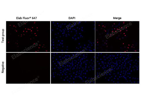Test: Hela cells were treated with 10 μM EdU for 2 hours. Negative: Hela cells without EdU.