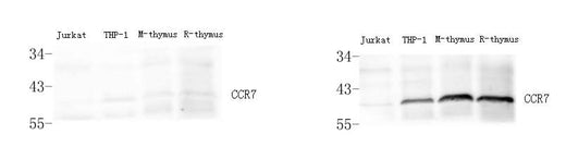 Western Blot analysis of various samples using control peptide antigen (left) and CCR7 Polyclonal Antibody at dilution of 1:800(right).