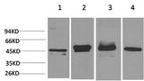 Western Blot analysis of 1) Hela, 2) 293T, 3) Mouse brain, 4) Rat brain with GAP43 Monoclonal Antibody