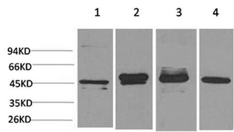 Western Blot analysis of 1) Hela, 2) 293T, 3) Mouse brain, 4) Rat brain with GAP43 Monoclonal Antibody
