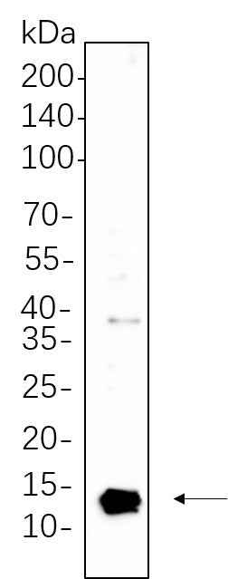 Anti-Human/Mouse/Rat Parvalbumin Antibody [B1112] - ABMIUM