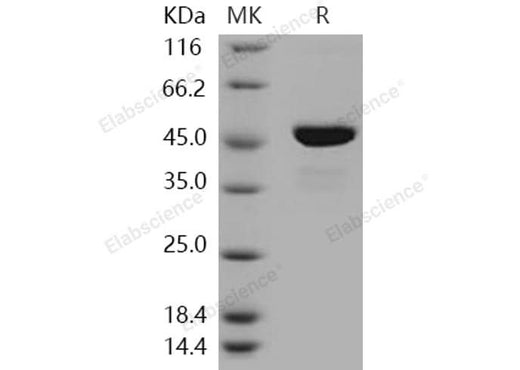 > 95 % as determined by reducing SDS-PAGE.