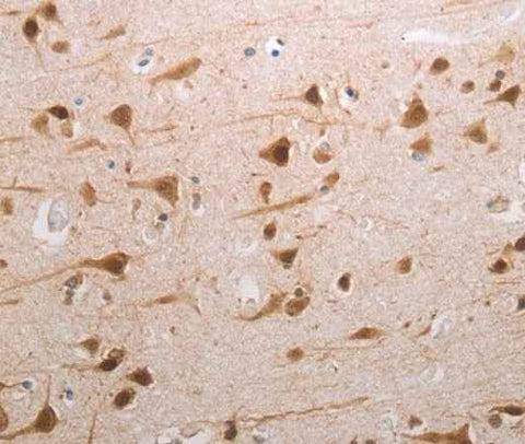 Anti-Human MDC1 Antibody