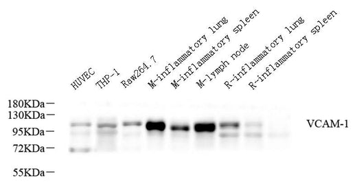 Western Blot analysis of various samples using VCAM1 Polyclonal Antibody at dilution of 1:600.