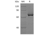 > 80 % as determined by reducing SDS-PAGE.
