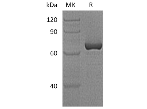 > 80 % as determined by reducing SDS-PAGE.