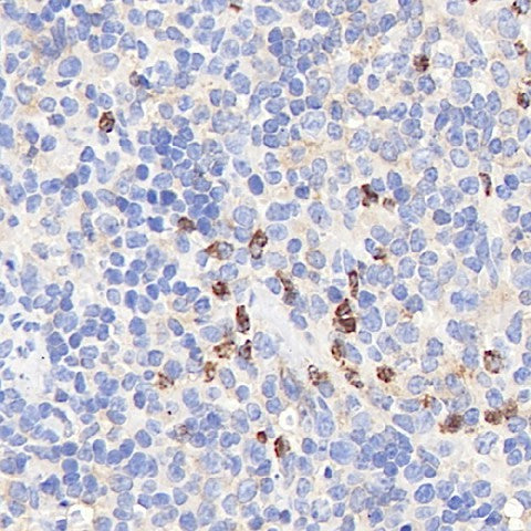 Immunohistochemistry analysis of paraffin-embedded mouse spleen using CYBB Polyclonal Antibody at dilution of 1:400.