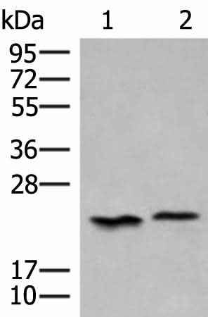 Anti-Human HEBP1 Antibody