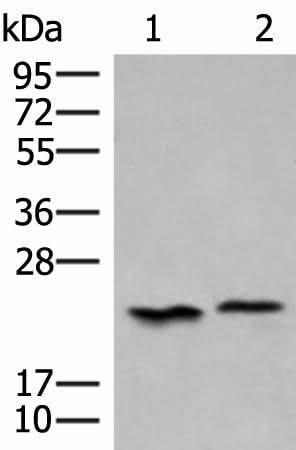 Western blot analysis of 293T cell lysates using HEBP1 Polyclonal Antibody at dilution of 1:450