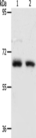 Anti-Human/Mouse ACOT11 Antibody - ABMIUM
