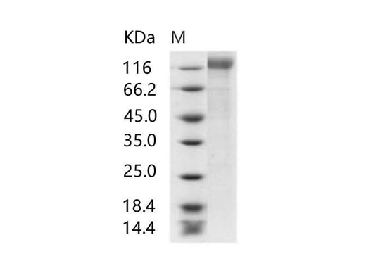 > 94 % as determined by reducing SDS-PAGE.