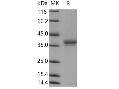 > 85 % as determined by reducing SDS-PAGE.