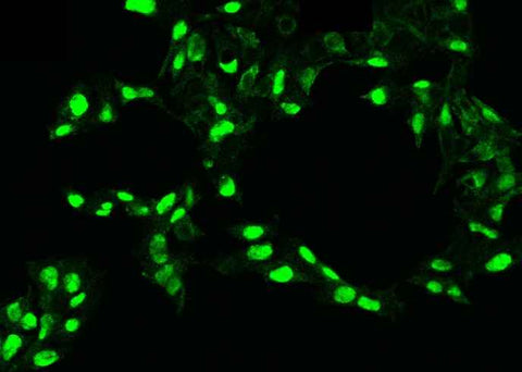 Anti-Human PDGFC Antibody [B234] - ABMIUM